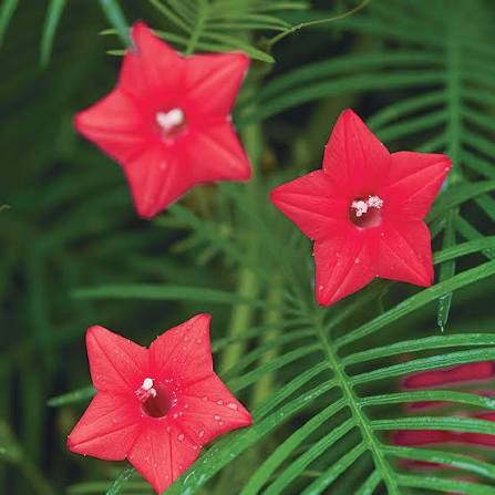 Red Cypress Seeds for Planting – Organic, Heirloom, Non-GMO Flower Seeds