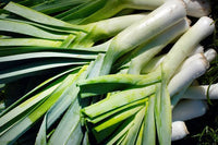Green leek vegetables with long white stems in a garden
