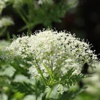 Cicely Myrrhis Odorata Flower Seeds for Planting, 100 pcs
