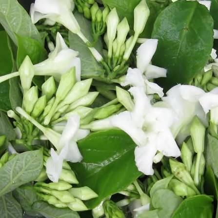 Loroco flowering vine growing on a garden trellis