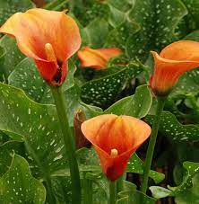 Orange Calla Flower Planting Seeds for Garden NON GMO Seeds