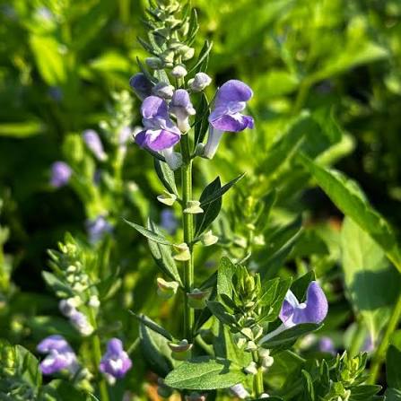 Blue Skullcap Flower Seeds â€“ Heirloom, Non-GMO Seeds for Planting Medicinal Garden Herbs