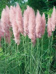 Peach Pampas Grass Seed