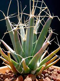 Green Leuchtenbergia Planting Seeds for Garden NON GMO Seeds
