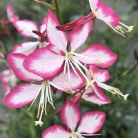Pink Gaura Flower Seeds for Planting, Fresh, NON GMO Seeds