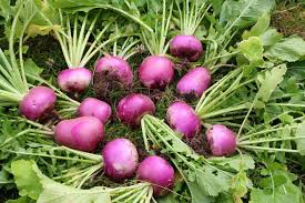 Young turnip plants thriving in a raised vegetable garden bed.

