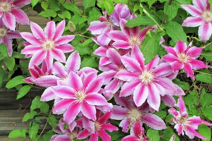 Mixed Colors Clematis Flower Vines Perennial Climbing Flower Seeds for Planting