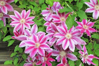 Mixed Colors Clematis Flower Vines Perennial Climbing Flower Seeds for Planting