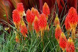 Uvaria Flower Seeds for Planting, Red Variety, 100 pcs
