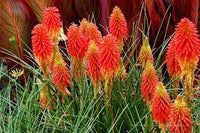 Uvaria Flower Seeds for Planting, Red Variety, 100 pcs