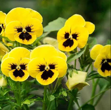 Pansy Flower Seeds – Heirloom Non-GMO Seeds for Colorful and Cool-Season Garden Planting