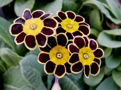 Yellow Black Primrose Flower Seeds 100 pcs