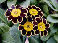 Yellow Black Primrose Flower Seeds 100 pcs