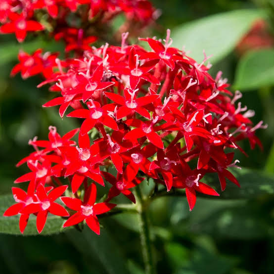 Pentas Lanceolata Flower Seeds – Heirloom Non-GMO Seeds for Pollinator-Friendly and Tropical Garden Planting