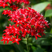 Pentas Lanceolata Flower Seeds – Heirloom Non-GMO Seeds for Pollinator-Friendly and Tropical Garden Planting