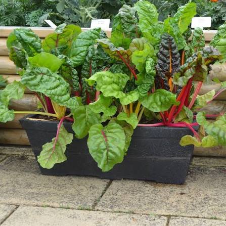 Red Swiss chard plants growing in a home vegetable garden