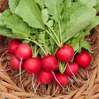 German Giant Pink Radish Seeds for Home Garden Planting | Heirloom Non-GMO