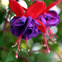 Purple Fuchsia Flower Seeds – Heirloom Non-GMO Flower Seeds for Planting