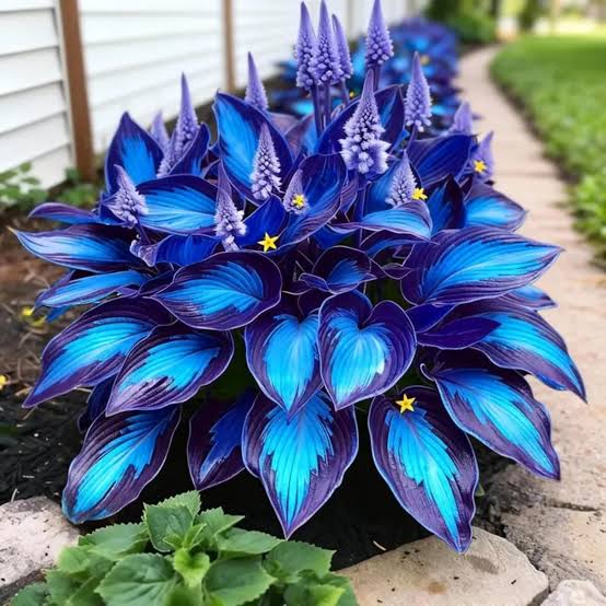 Hosta plant with large decorative leaves in a shaded garden area

