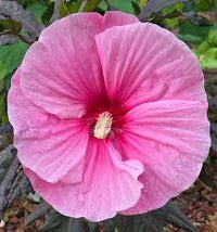 Ornamental hibiscus flowers blooming in a garden landscape

