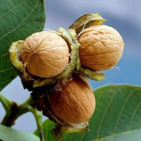 Young English Walnut tree with green leaves growing outdoors
