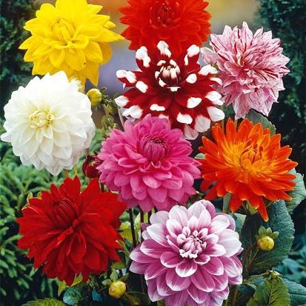 Dahlia bulbs producing colorful flowers in a garden