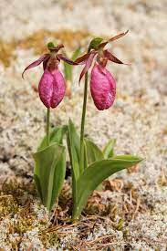 Pink Cypripedium Acaule Flower Seeds for Planting - NON GMO Seeds
