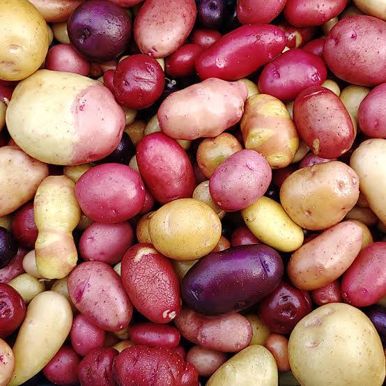 Mixed Sweet Potato Seeds for Planting - Assorted Varieties - heirloom & Non GMO Seeds