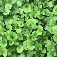 Dichondra Plant Seeds for Planting, Fresh - NON GMO Seeds