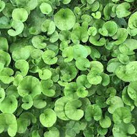 Dichondra Plant Seeds for Planting, Fresh - NON GMO Seeds