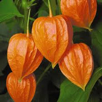 Red Alkekengi Plant Seeds for Planting - heirloom & Non-GMO Seeds