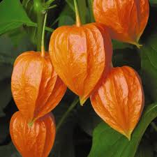 Red Alkekengi Plant Seeds for Planting - heirloom & Non-GMO Seeds