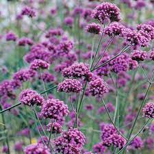 Purple Vervain Flower Seeds for Garden Planting ƒ?? Heirloom, Non-GMO Pollinator-Friendly Blooms