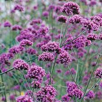 Purple Vervain Flower Seeds for Garden Planting ƒ?? Heirloom, Non-GMO Pollinator-Friendly Blooms