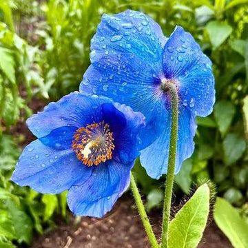 Heirloom Meconopsis Betonicifolia Flower Seeds for Garden Planting, Non-GMO, Himalayan Blue Poppy Blooms