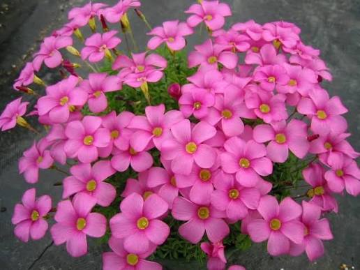 Colorful Oxalis plant adding beauty to an indoor or outdoor plant display.