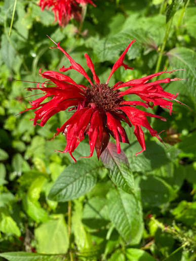 Mondarda Didyma Flower Seeds Heirloom Non GMO Planting - 100 pcs