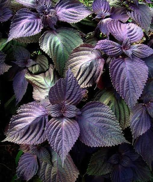 Purple Perilla Mint Herbal Seeds for Planting heirloom & Non-GMO Seeds