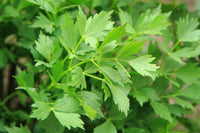 Tall lovage plants with lush green foliage in an outdoor garden.
