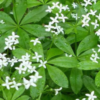 White Woodruff flowers growing as a lush green ground cover in a shaded garden.
