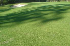 Bedazzled Kentucky Bluegrass Seed