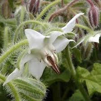 Borage White Seeds for Planting ƒ?? Organic, Heirloom, Non-GMO Flower & Herb Seeds