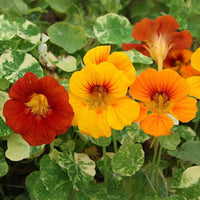 Vibrant nasturtium flowers growing on climbing vines in a home garden.
