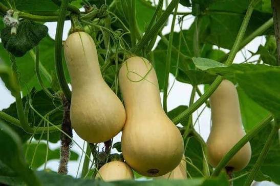 Butternut squash fruits developing on a garden plant