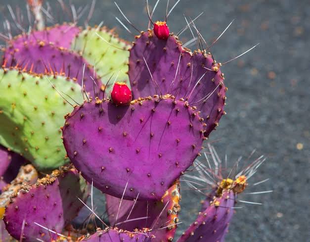 Hardy Purple Prickly Pear Cactus growing in a container with healthy succulent pads.