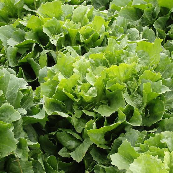 Broadleaf Batavian Endive Seeds for Planting heirloom & Non-GMO Seeds