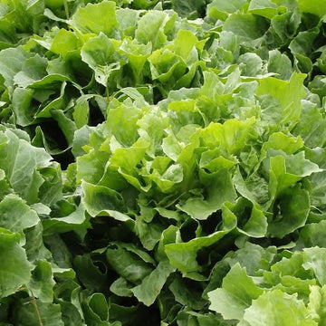 Broadleaf Batavian Endive Seeds for Planting heirloom & Non-GMO Seeds