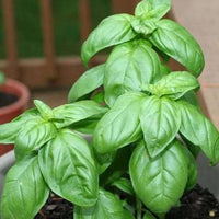 Fresh Sweet Genovese basil growing in a home herb garden
v