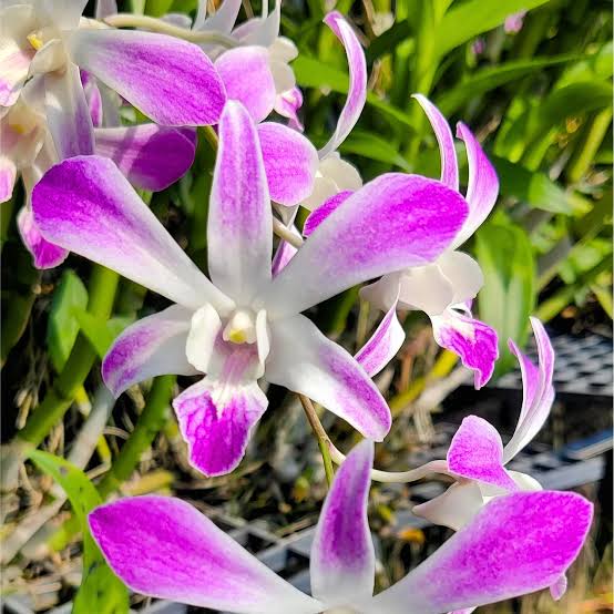 Keiki Orchids Flower Seeds for Planting, Heirloom, Non-GMO, 100 pcs