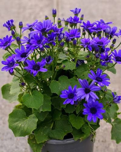 Heirloom Non-GMO Senetti Pericallis Flower Seeds for Planting – Vibrant Early Spring Blooms for Colorful Gardens